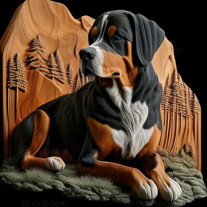 st Great Swiss Mountain dog